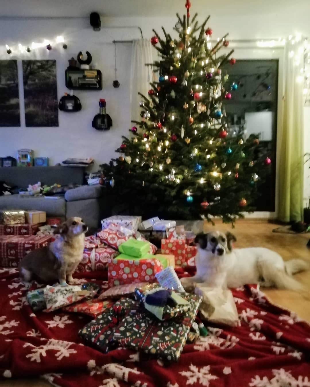 Mara und Foxy vorm Weihnachtsbaum